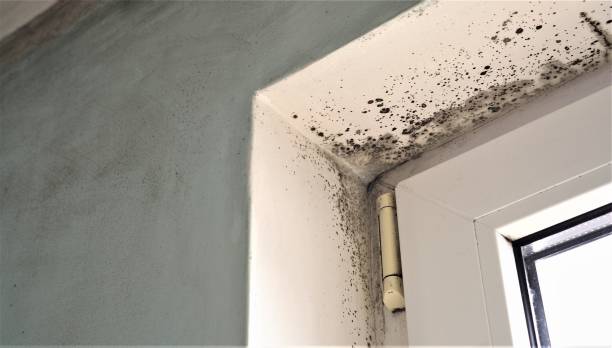 Best Post-Remediation Verification Testing  in Honeoye Falls, NY