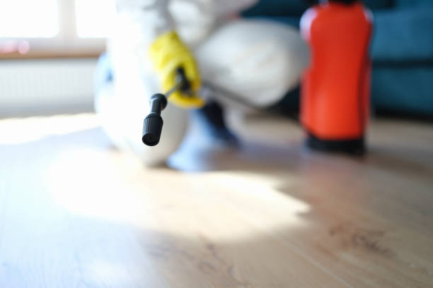 Best Basement Mold Removal  in Honeoye Falls, NY