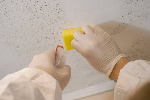 Best Biohazard Mold Removal  in Honeoye Falls, NY