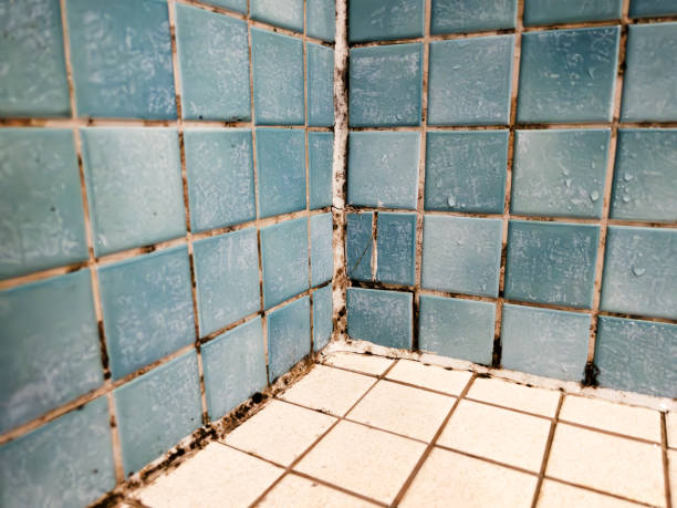 Best Mold Remediation for Rental Properties  in Honeoye Falls, NY
