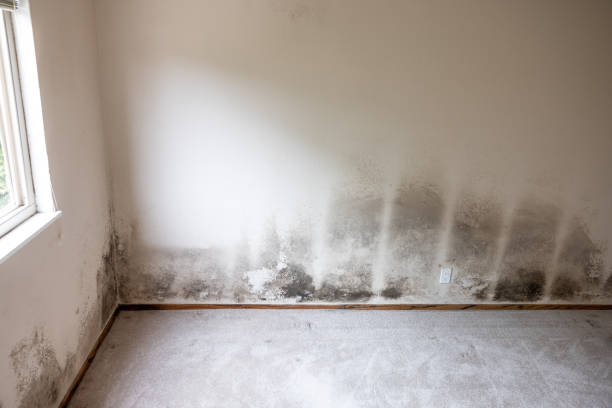 Best Mold Removal for HVAC Installations  in Honeoye Falls, NY
